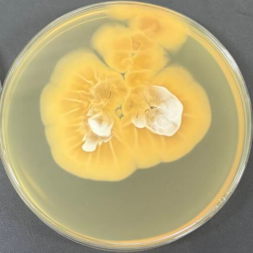 Eastern Pseudomonas aeruginosa-BNCC