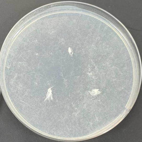 Bone shaped bottle fungi-BNCC