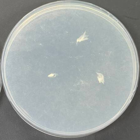 Bone shaped bottle fungi-BNCC