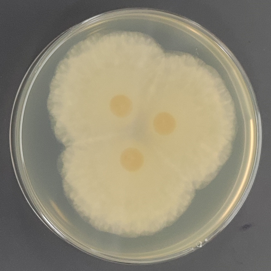Single spore co head fungi crown cyst variant-BNCC