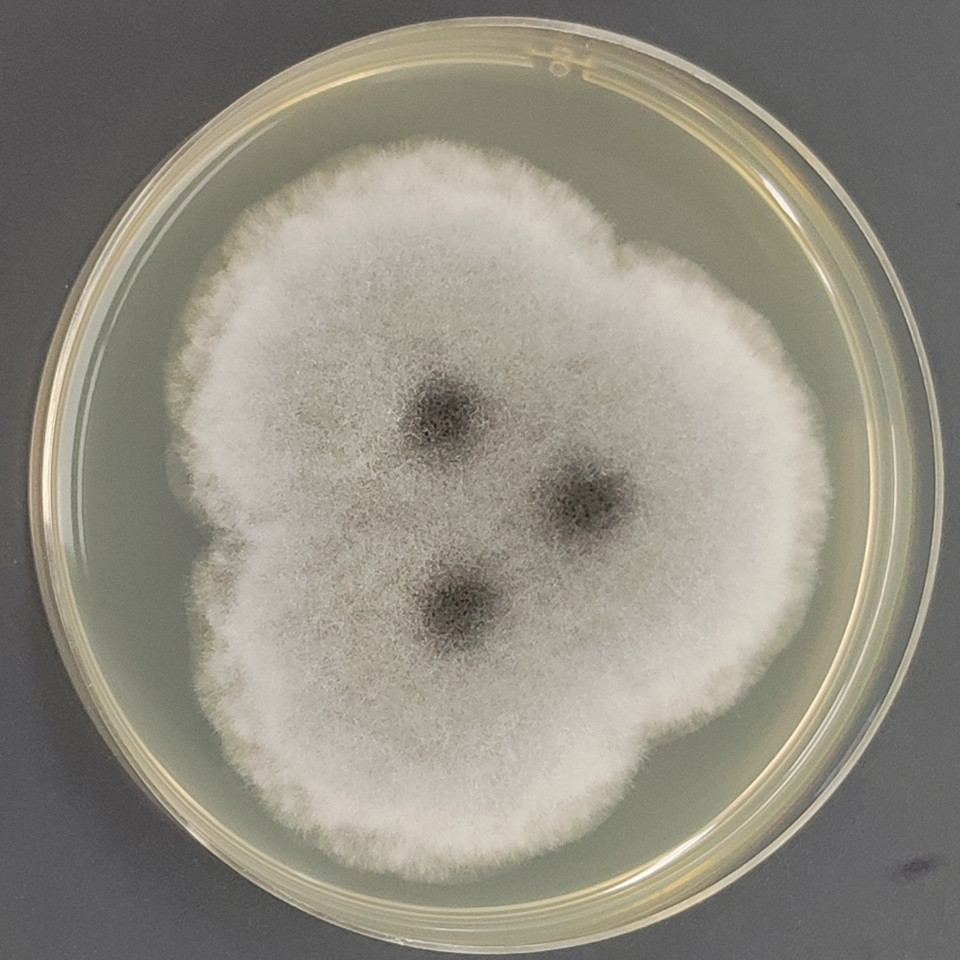 Single spore co head fungi crown cyst variant-BNCC
