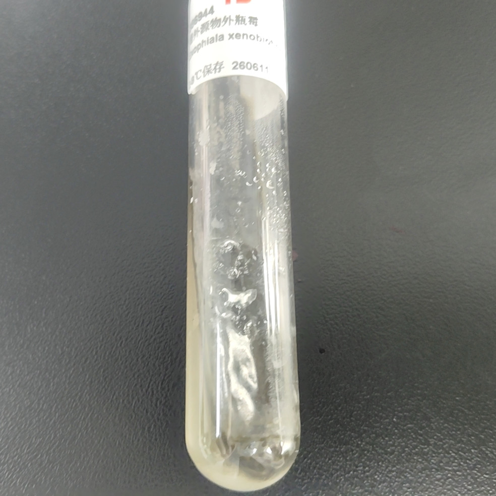 Exophilic external bottle fungi-BNCC