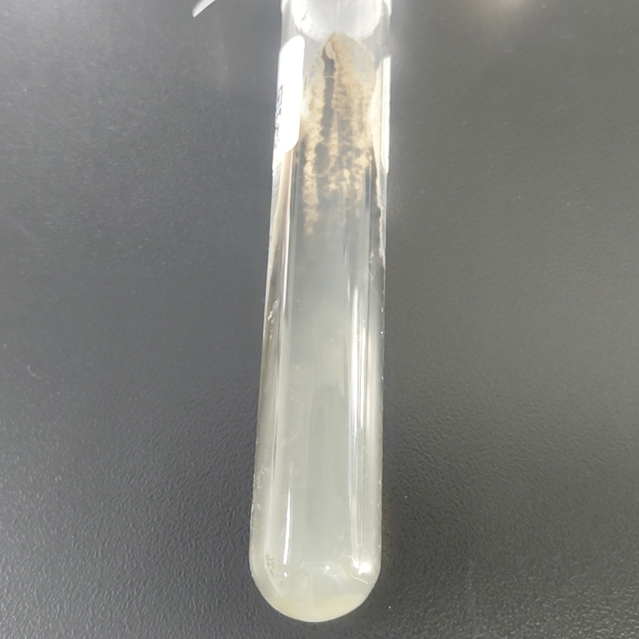 Exophilic external bottle fungi-BNCC
