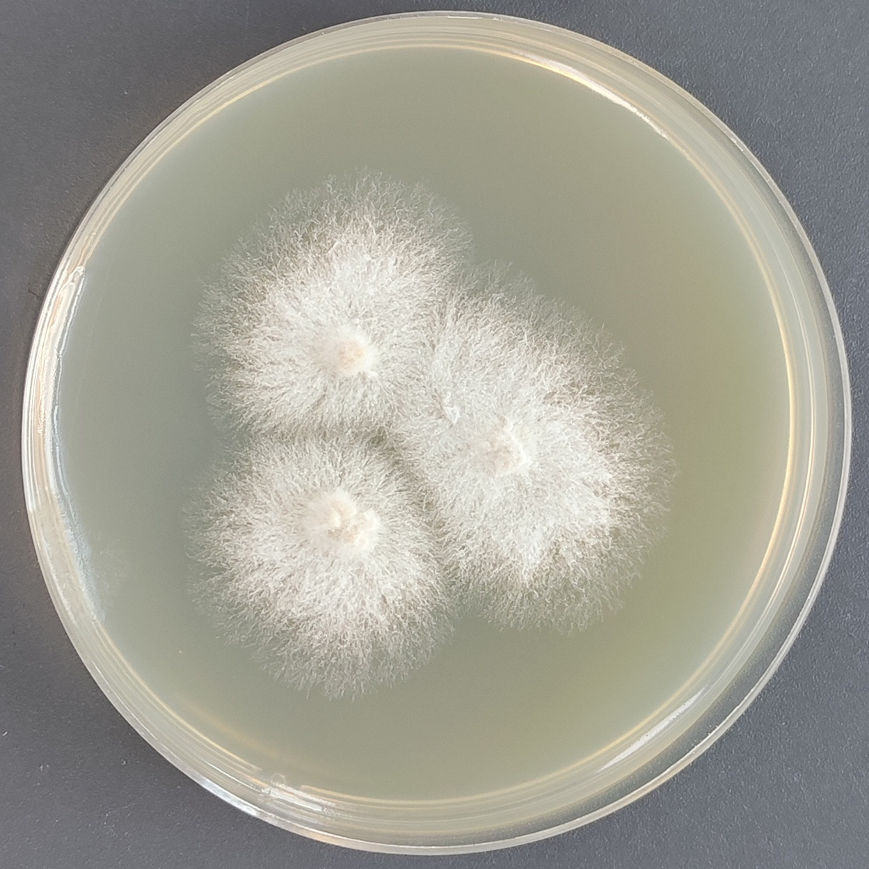 Asparagus pseudostem fungi-BNCC