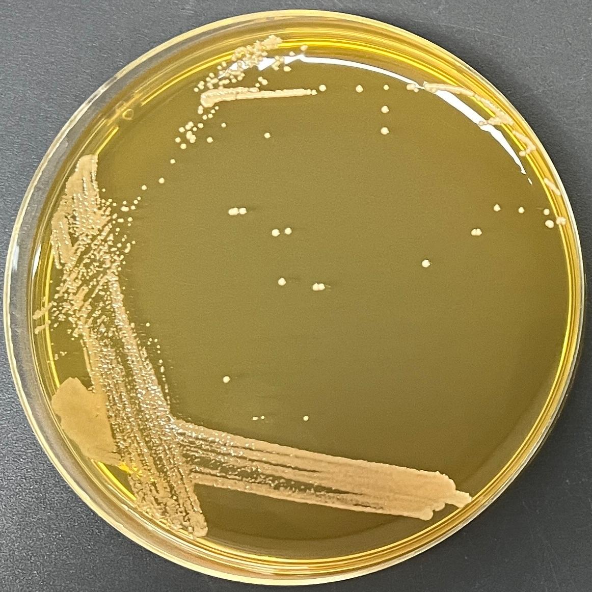 Staphylococcus aureus-BNCC