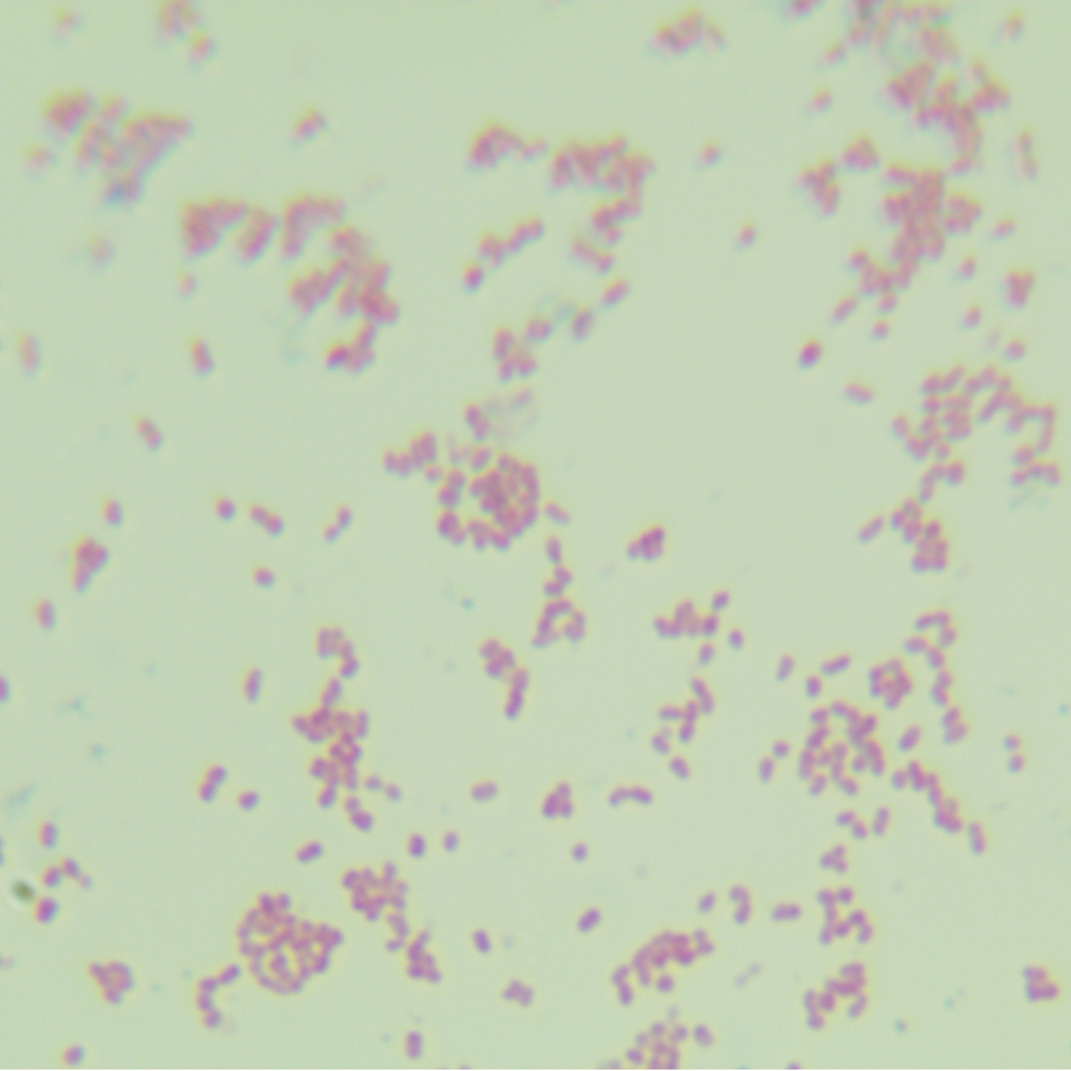 Staphylococcus aureus-BNCC