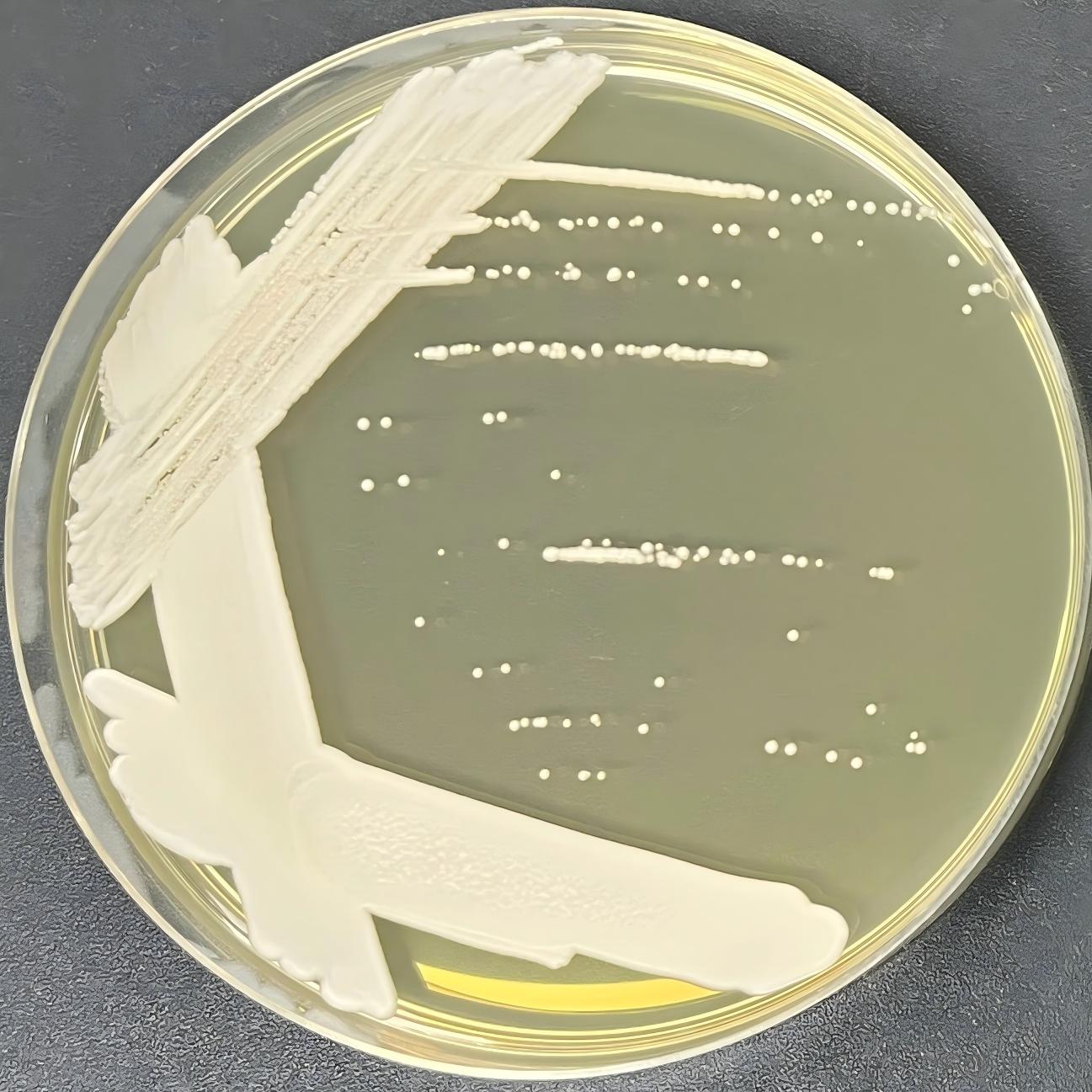 Hansenula yeast-BNCC