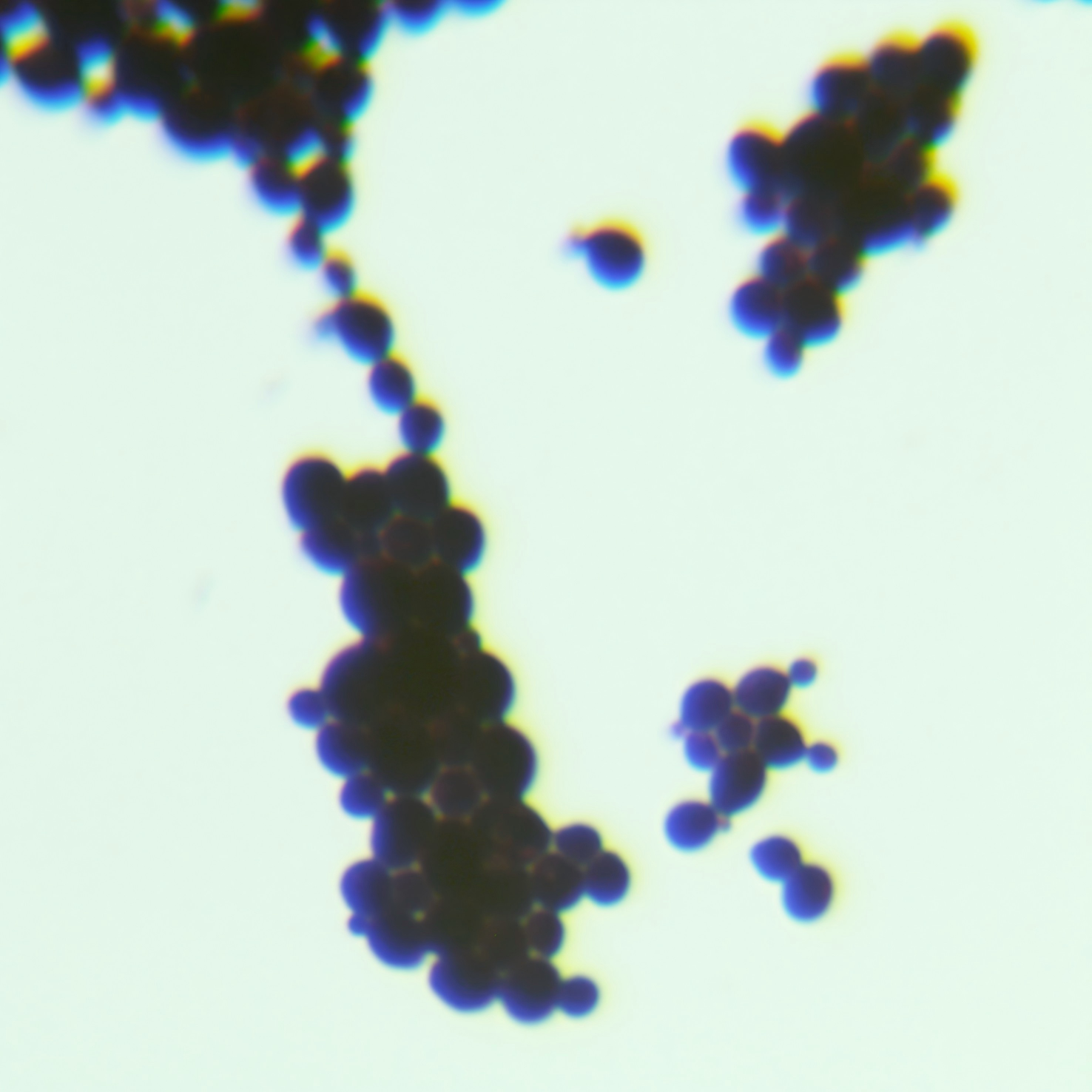 Hansenula yeast-BNCC
