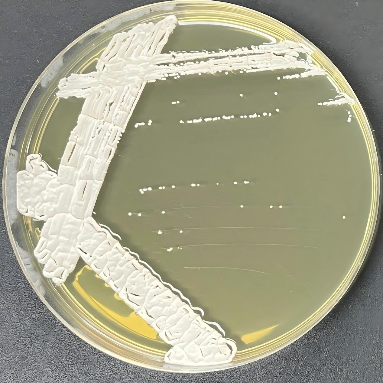 Botrytis cinerea-BNCC