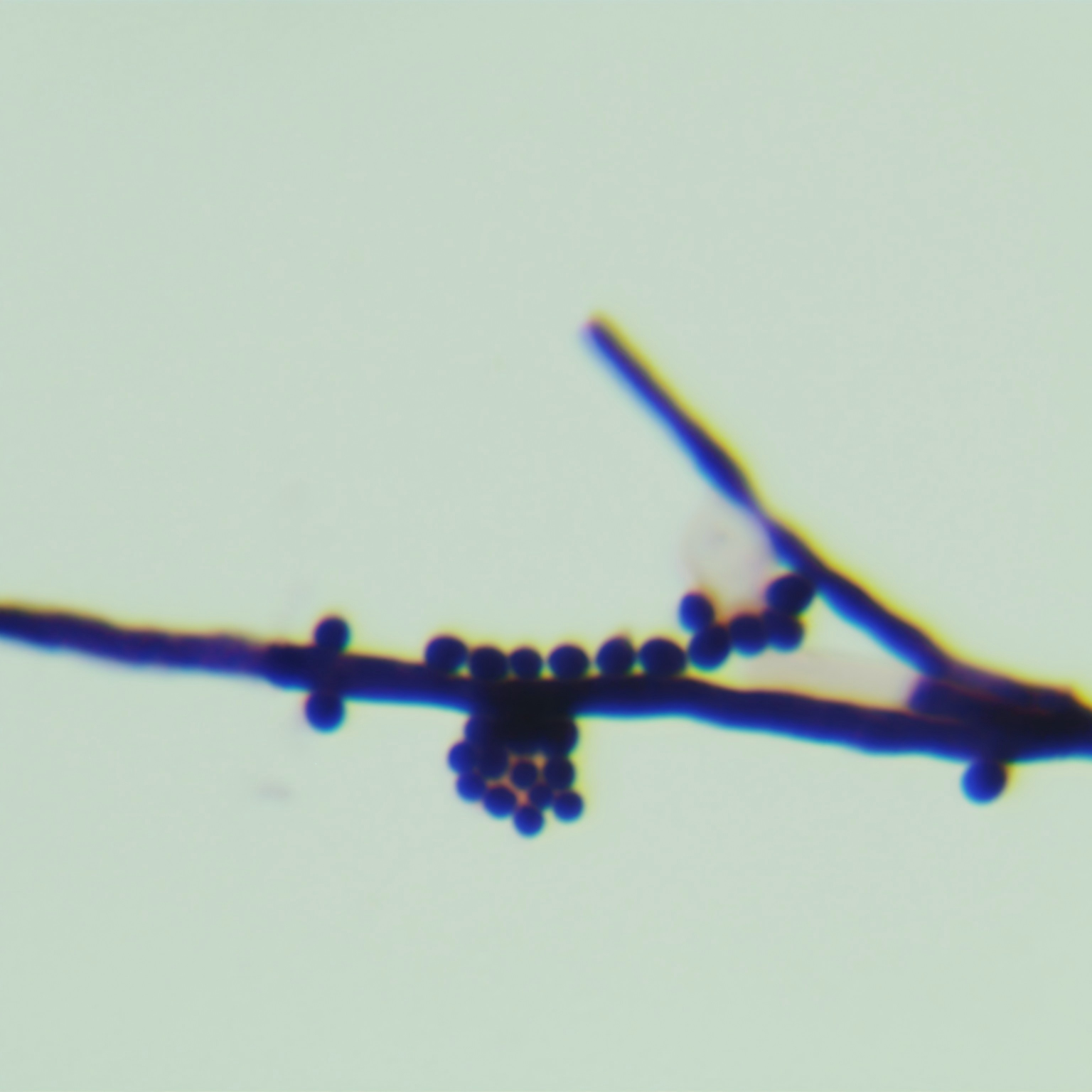 Botrytis cinerea-BNCC