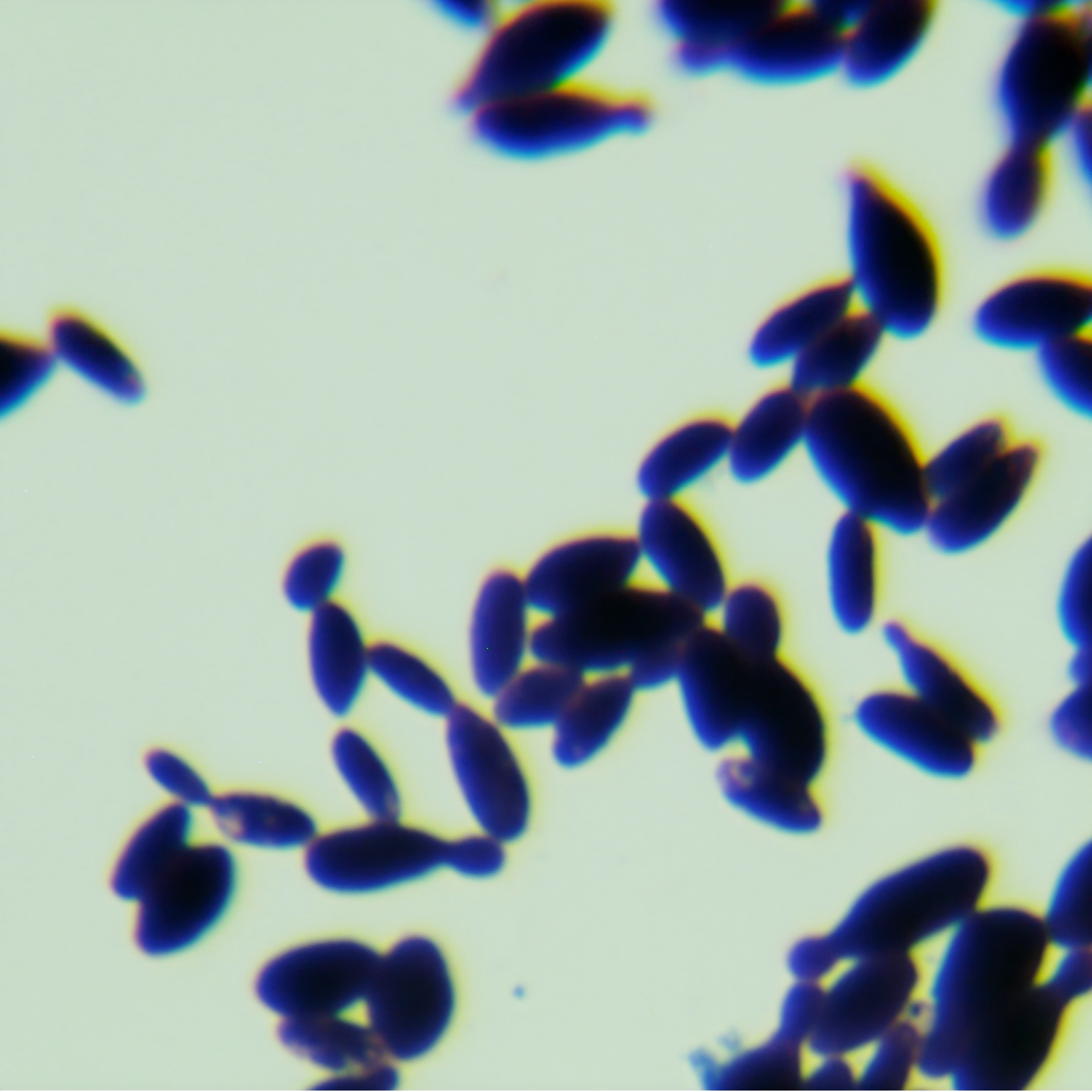 Fanlijia yeast in humus soil-BNCC