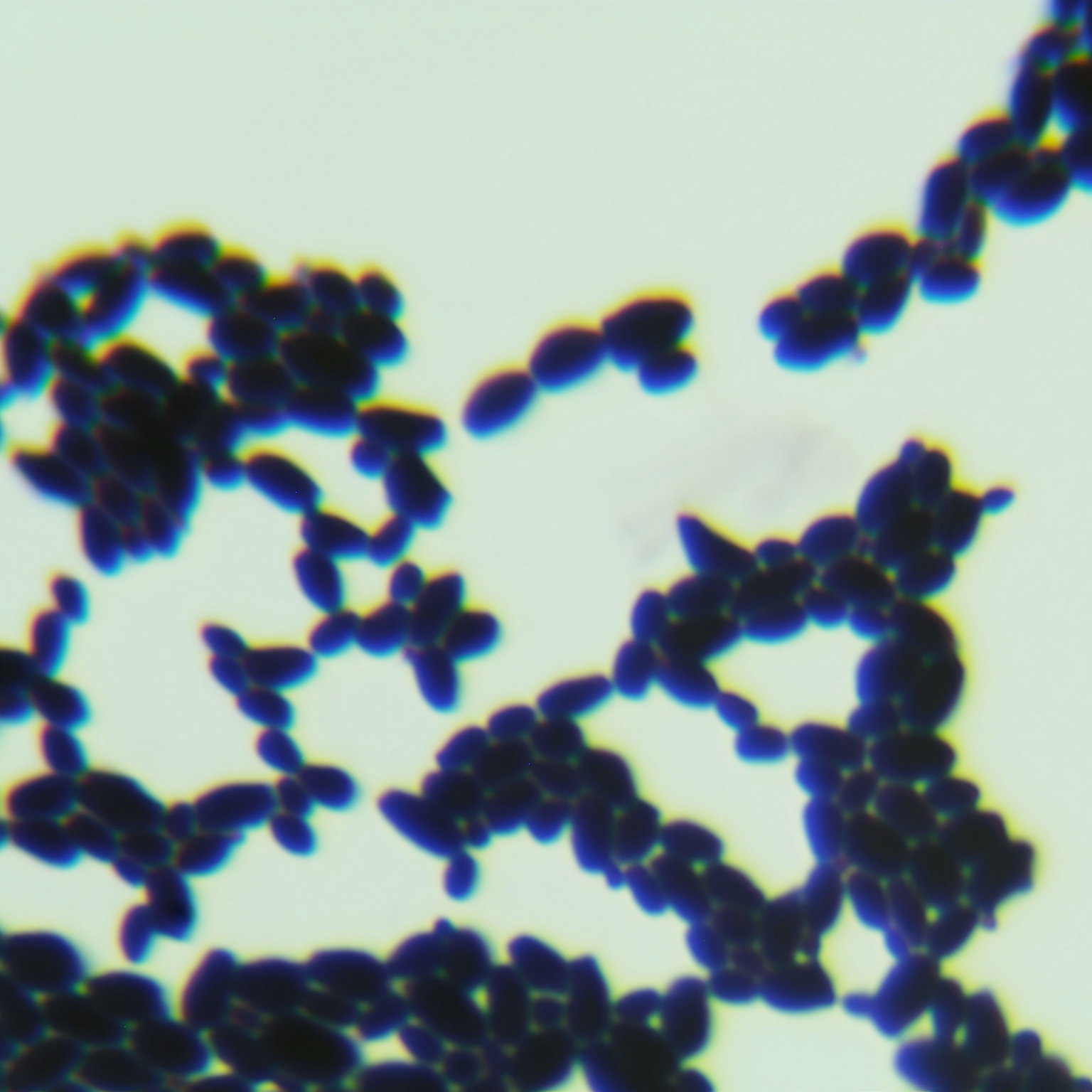 Cylindner yeast-BNCC