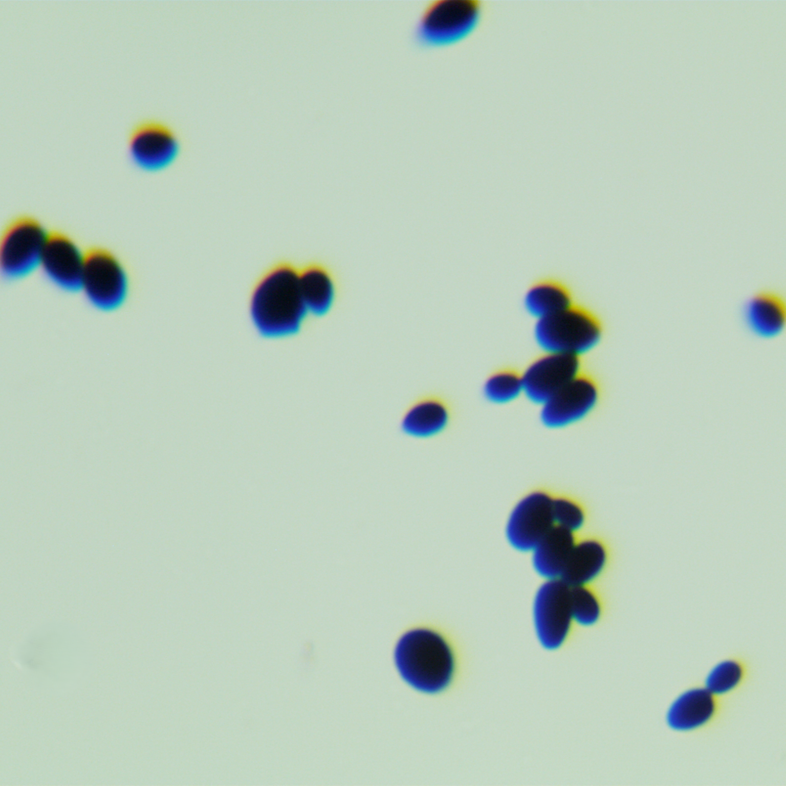 Abnormal Wickham yeast-BNCC