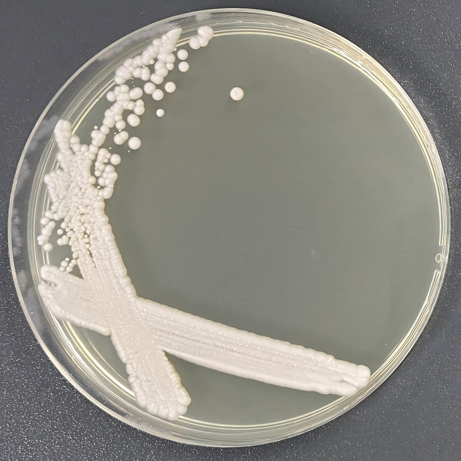 Schwann yeast-BNCC