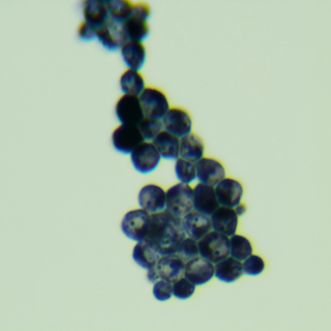 Schwann yeast-BNCC