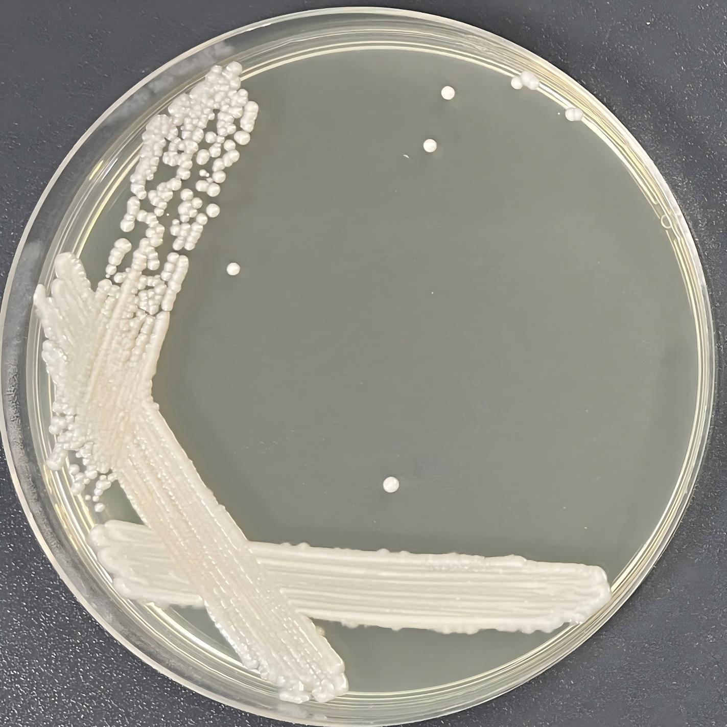 Neixiang Kodak yeast-BNCC