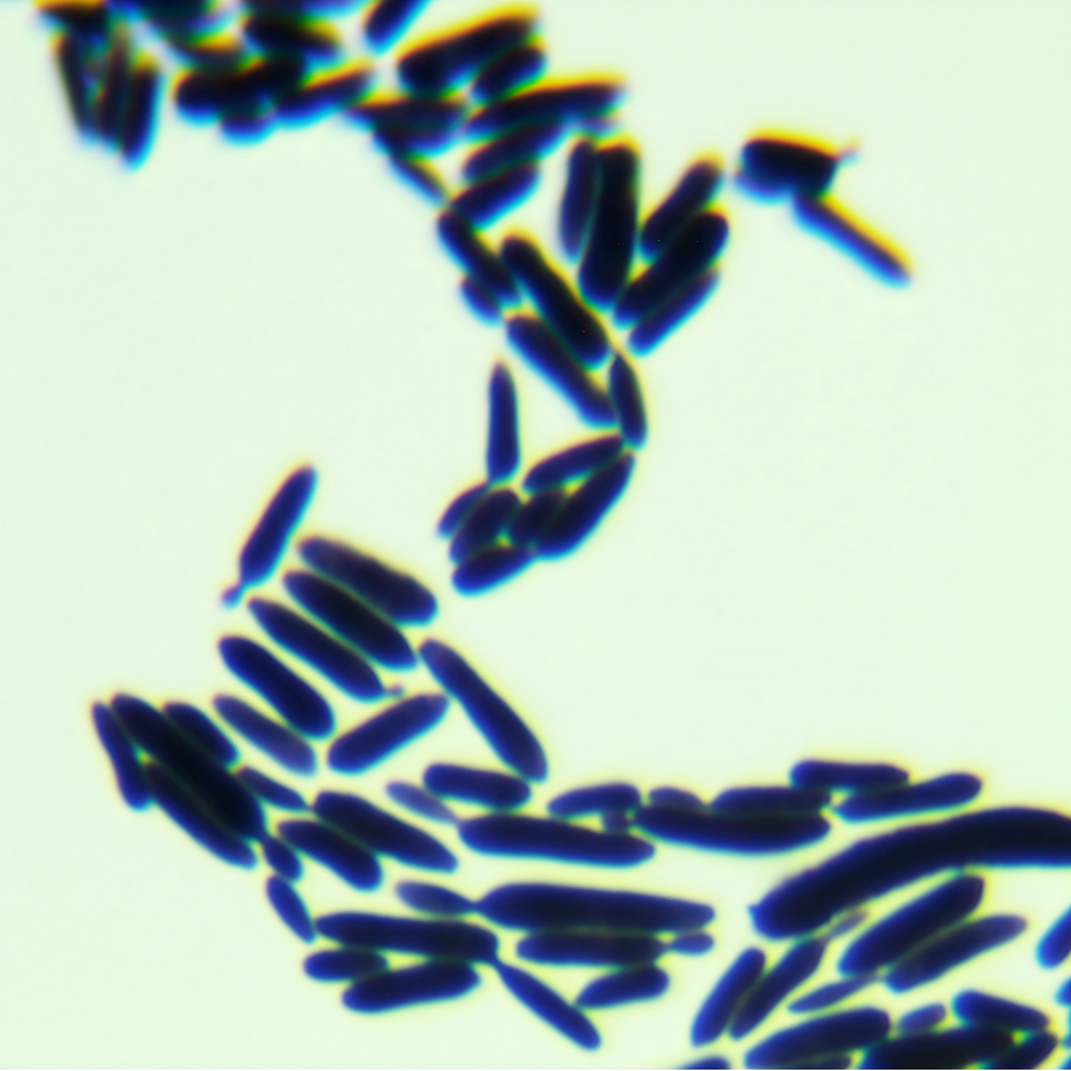 Neixiang Kodak yeast-BNCC