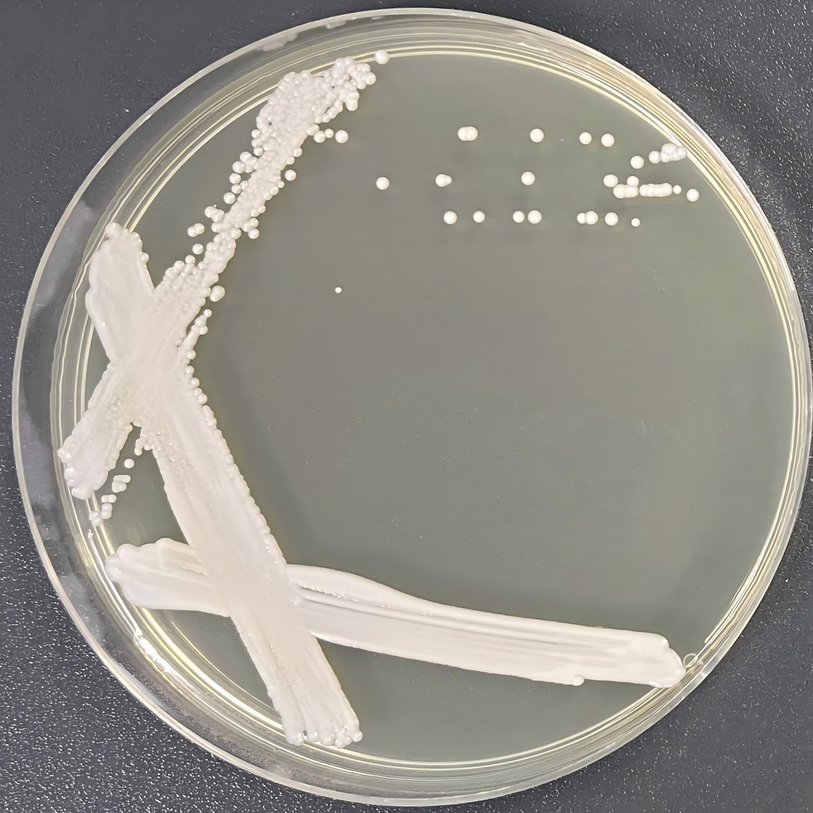 Syberlindner yeast genus-BNCC