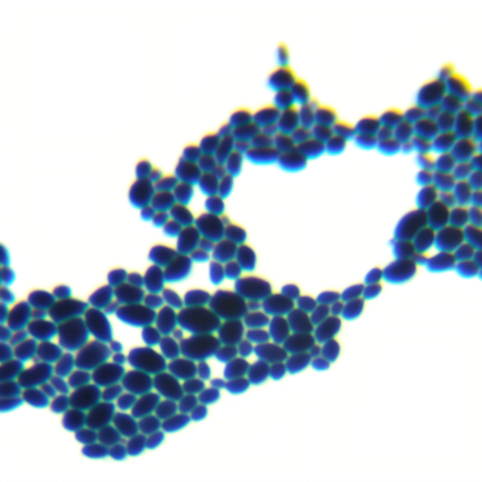 Syberlindner yeast genus-BNCC