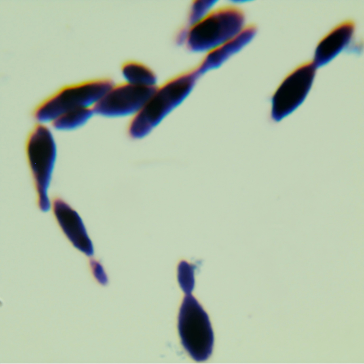Moss growing Wanshi yeast-BNCC