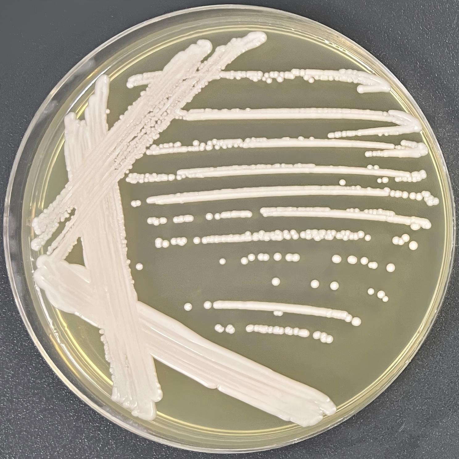 Blackwell's Candida-BNCC