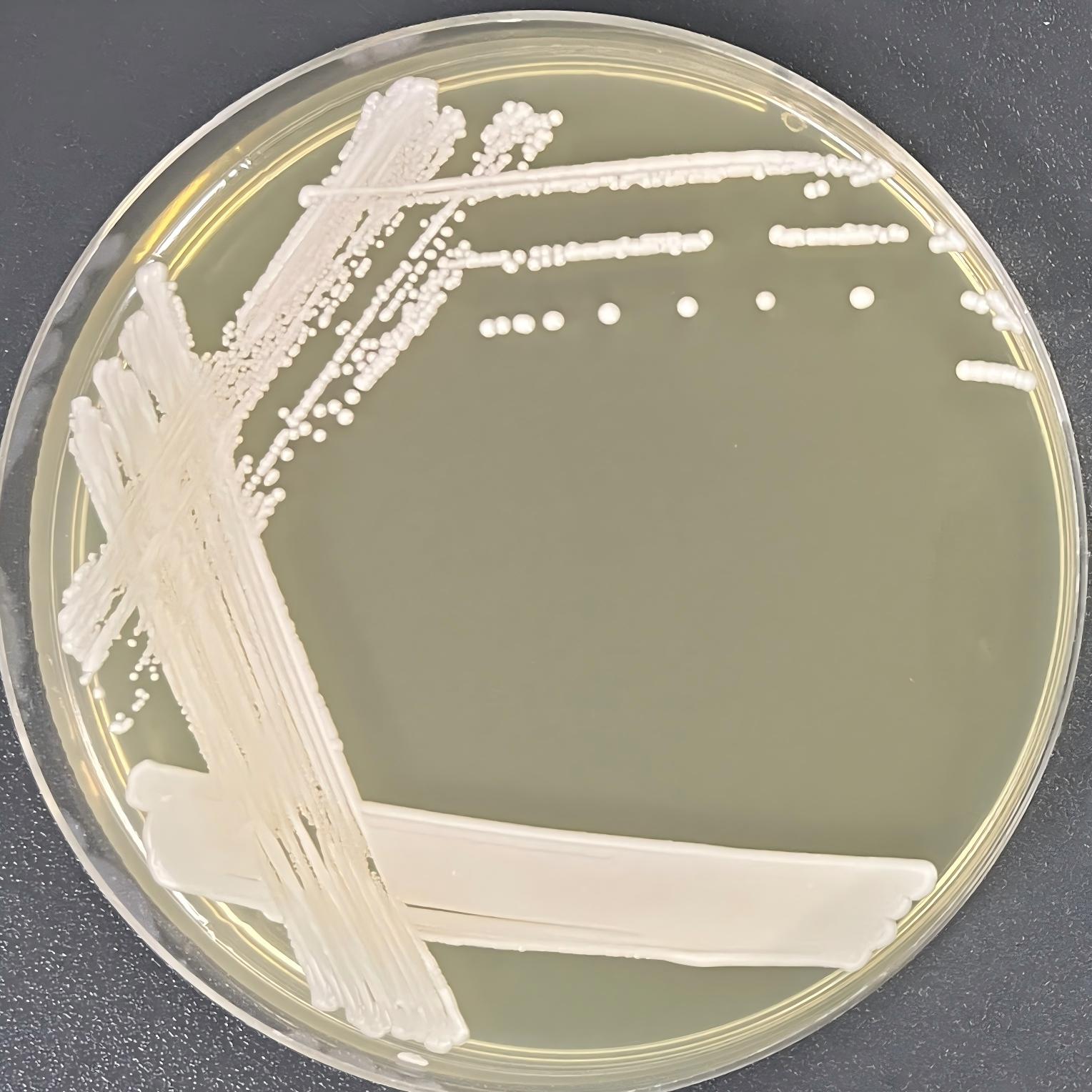 Botrytis cinerea-BNCC