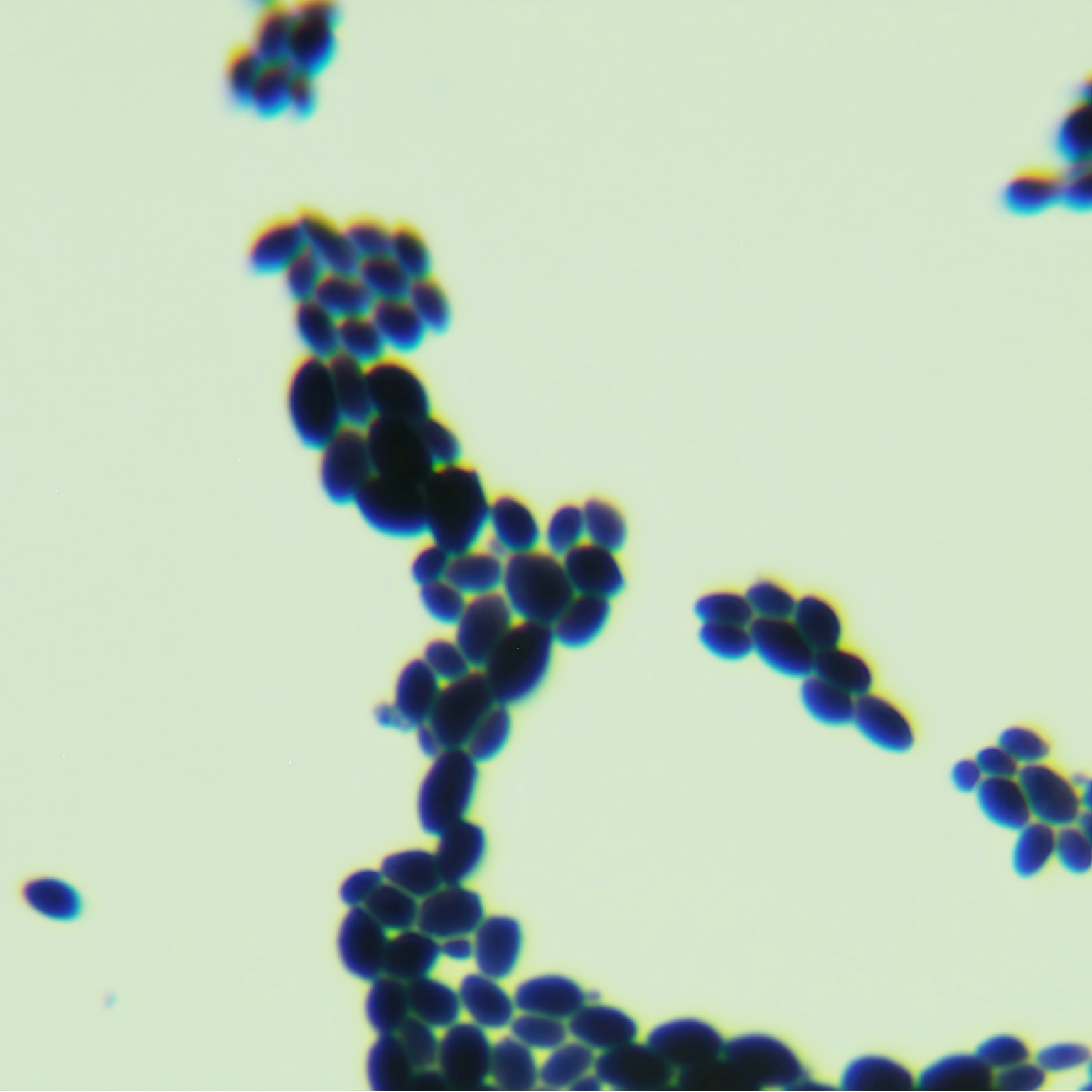 Jiufeng Candida-BNCC
