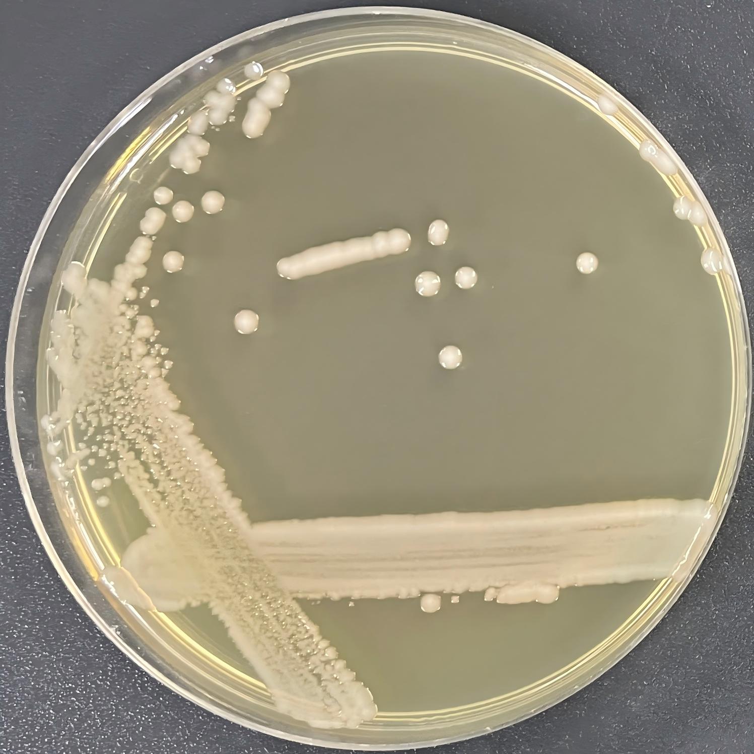 Acinetobacter genus-BNCC