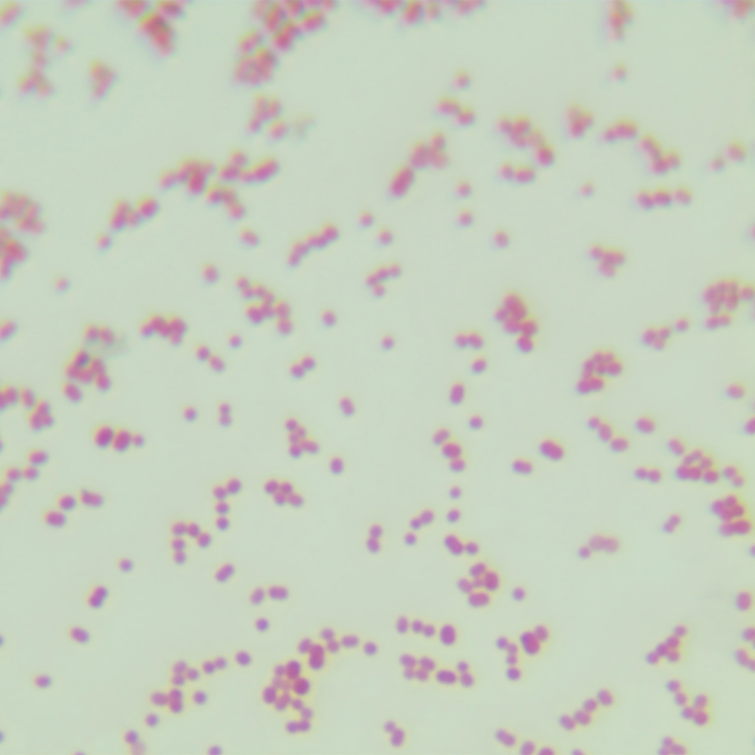 Acinetobacter genus-BNCC