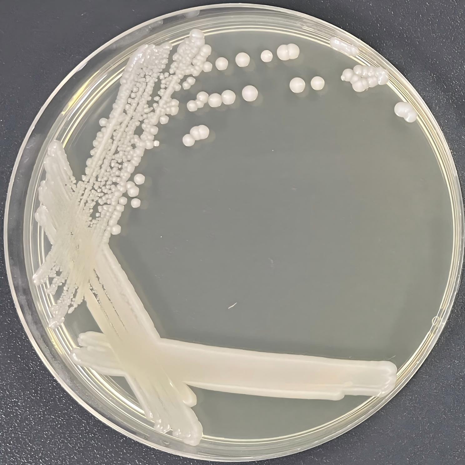 Grape Hanson yeast-BNCC