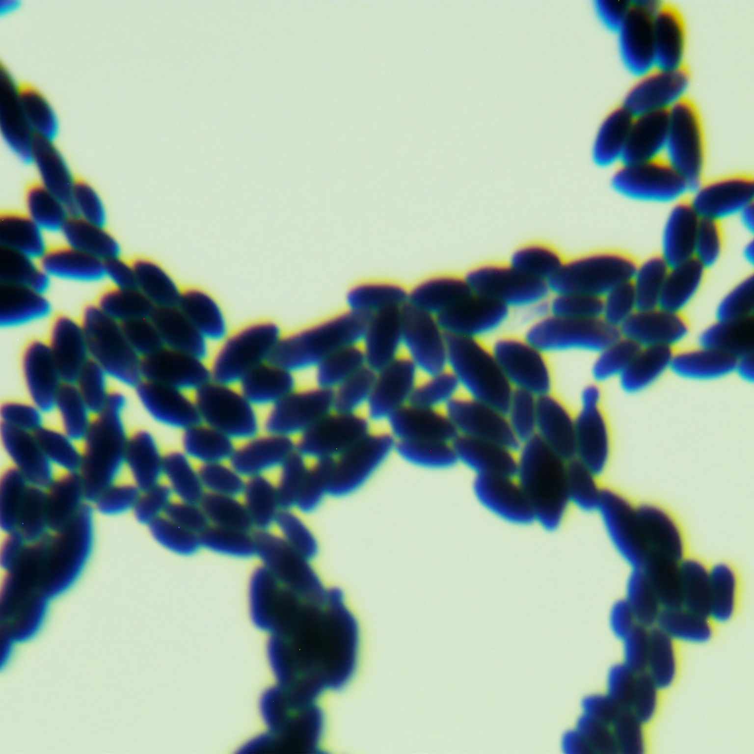 Grape Hanson yeast-BNCC