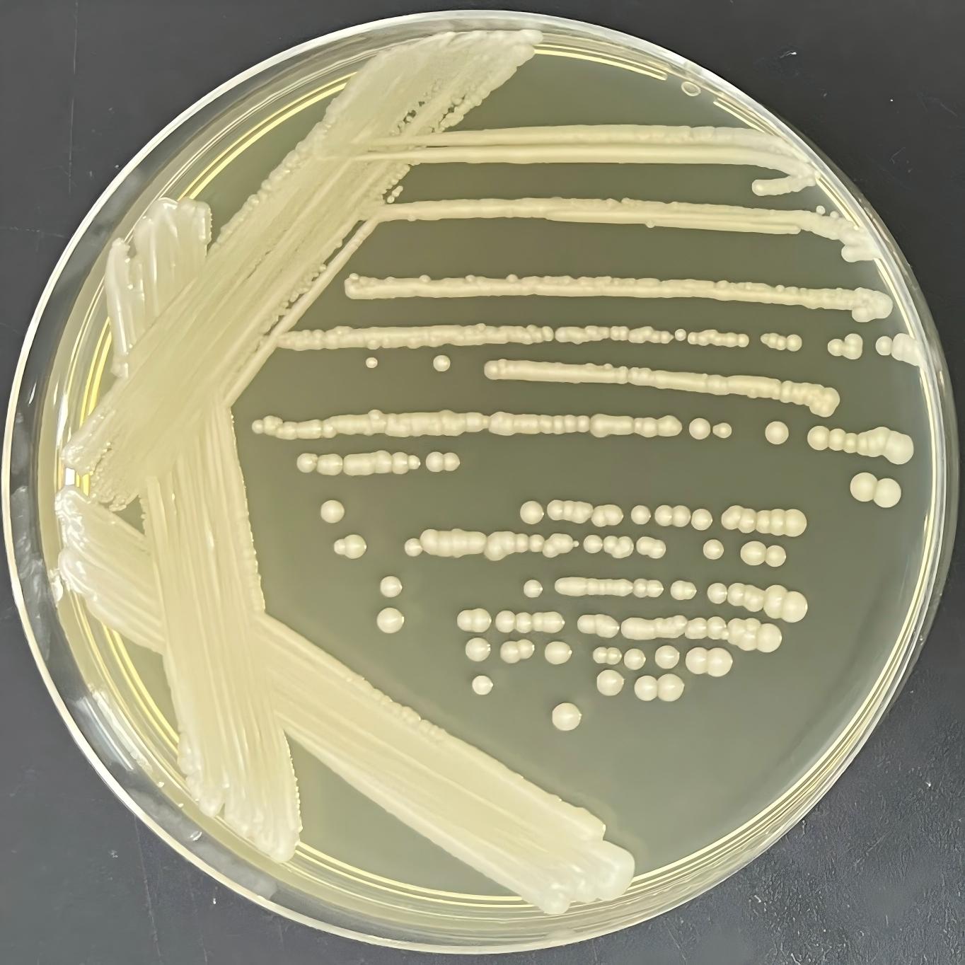 Grape Hanson yeast-BNCC