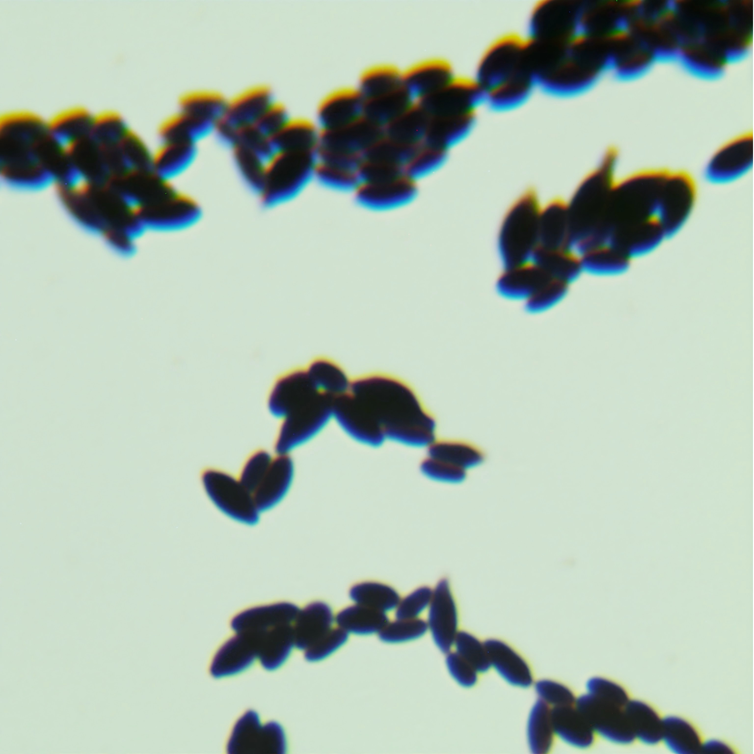 Grape Hanson yeast-BNCC