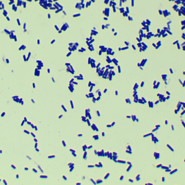 Clostridium perfringens-BNCC