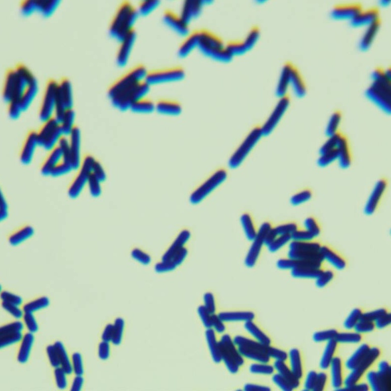 Clostridium perfringens-BNCC