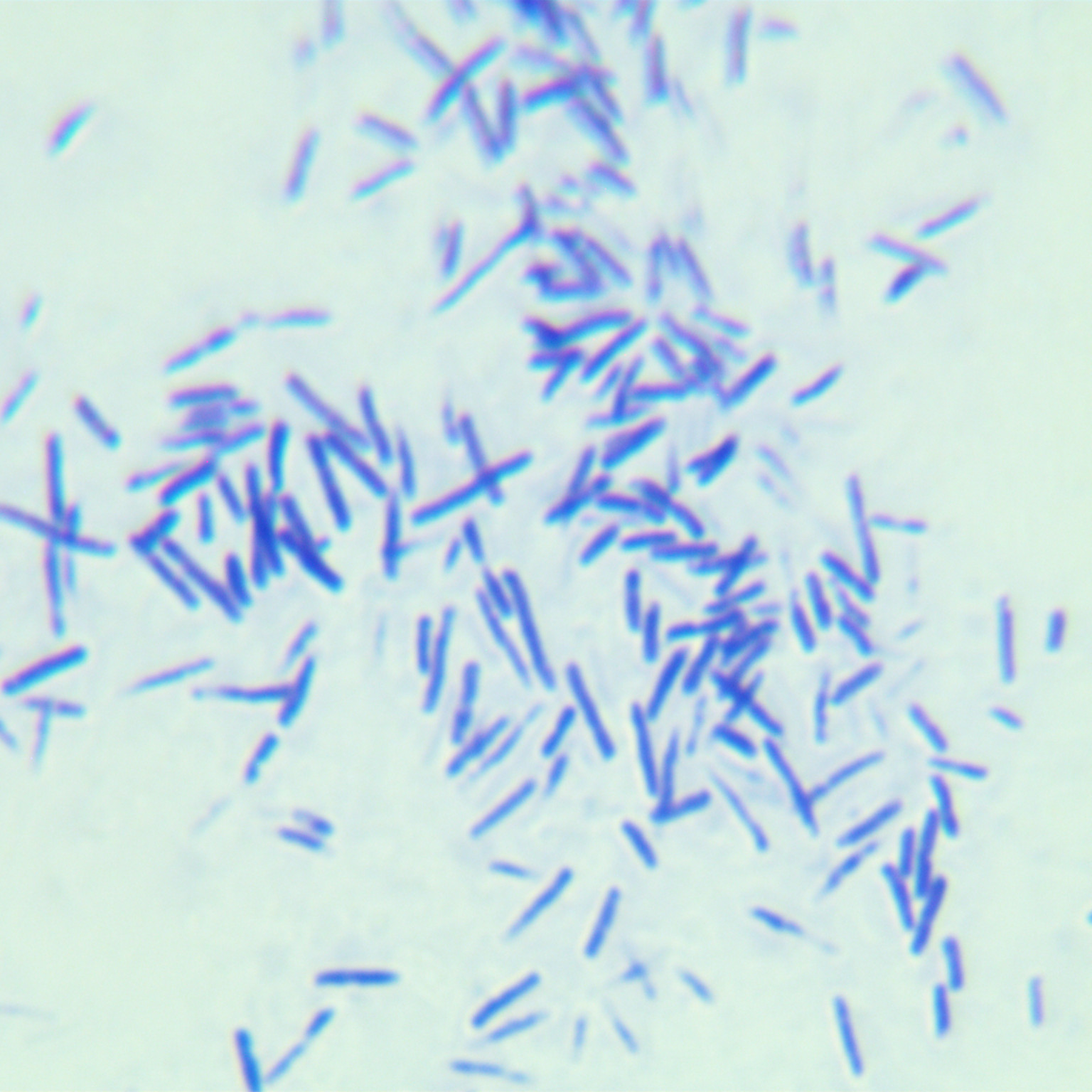 Clostridium perfringens-BNCC
