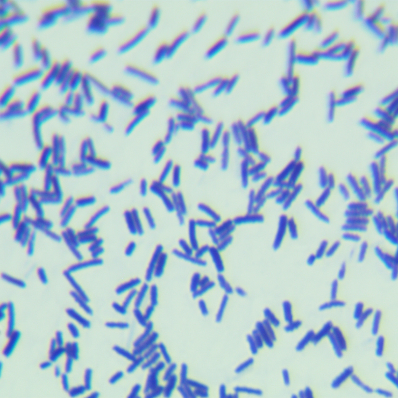 Clostridium perfringens-BNCC