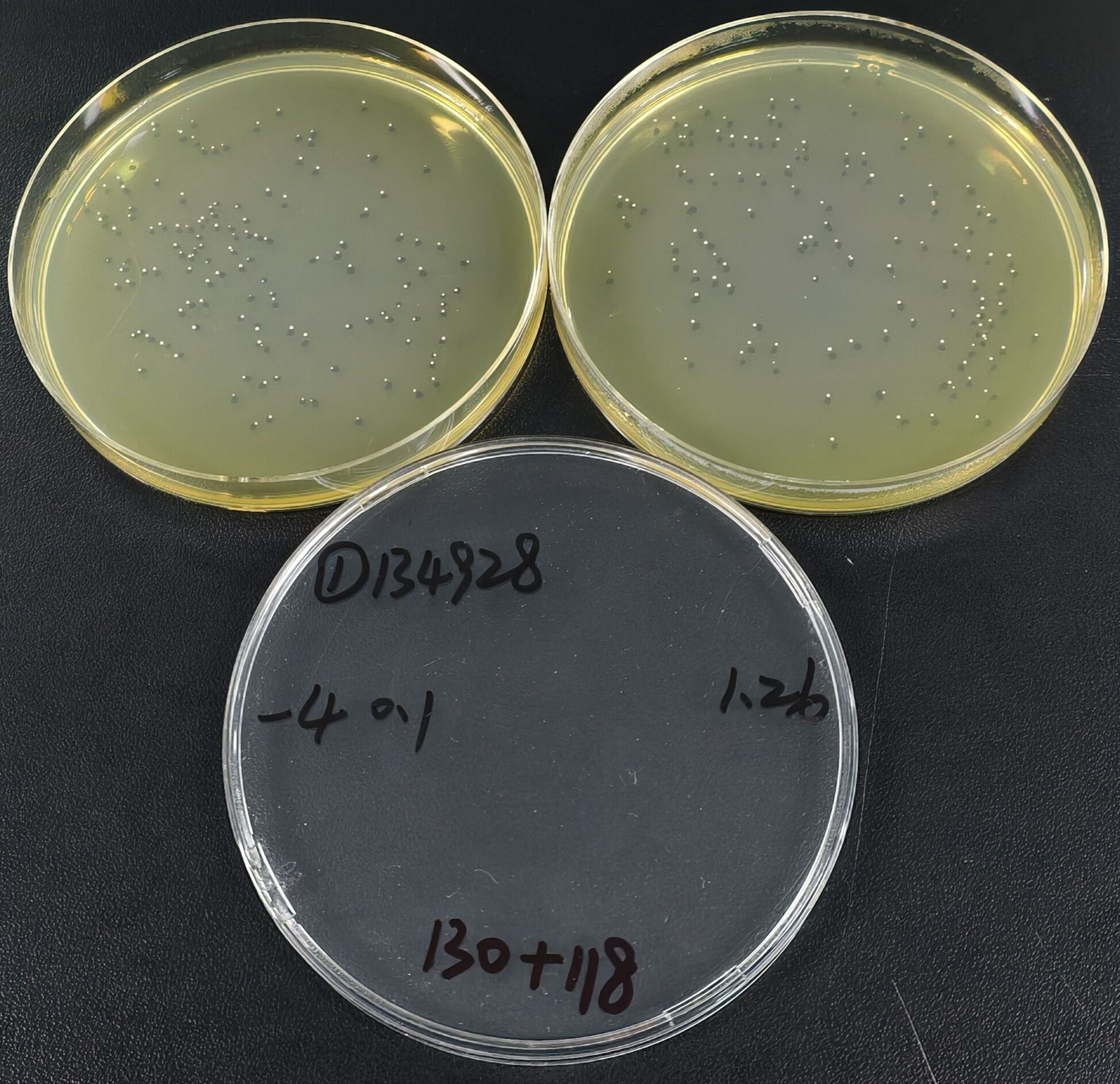 Streptococcus salivarius Quantitative Strain-BNCC