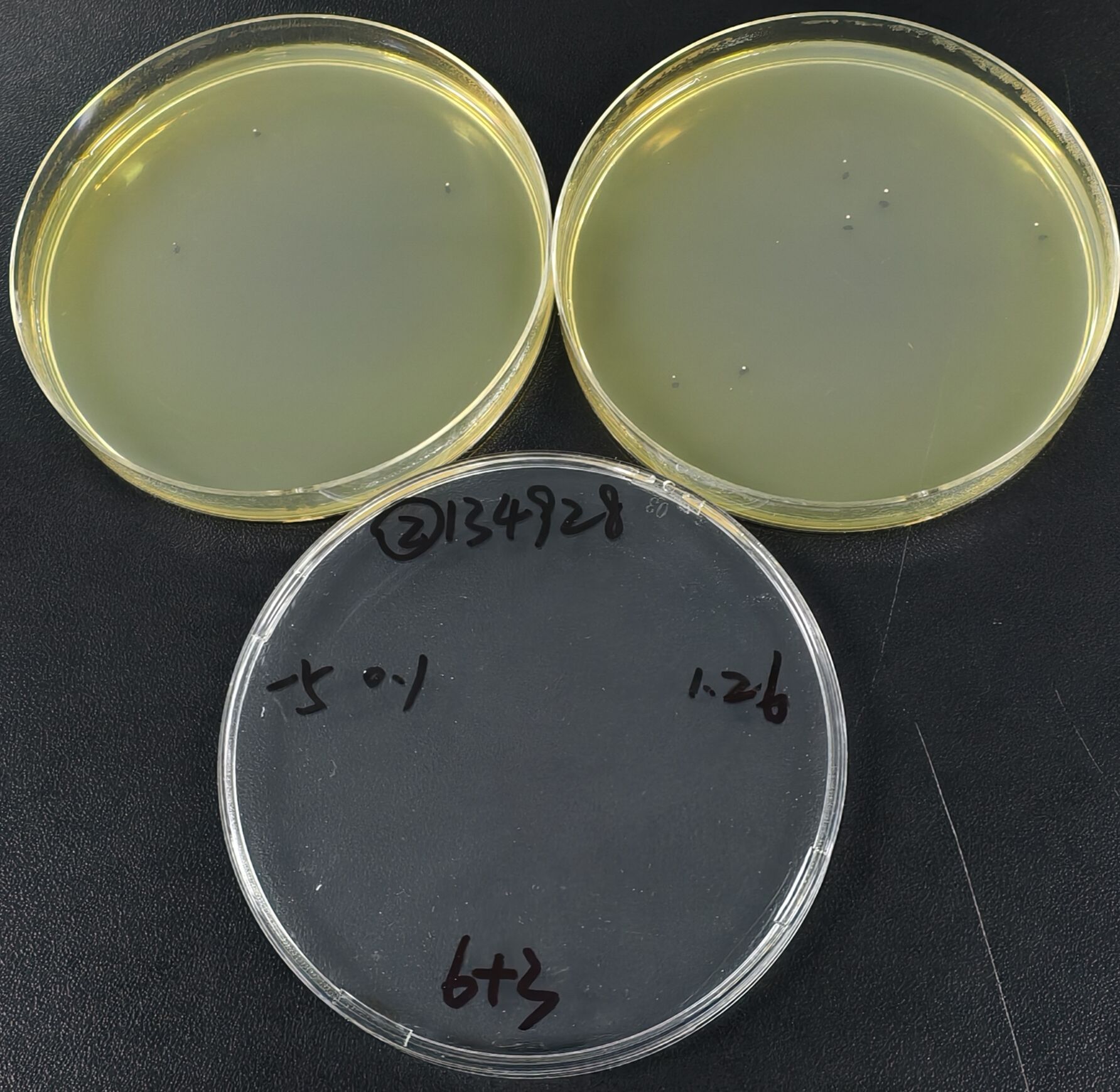 Streptococcus salivarius Quantitative Strain-BNCC