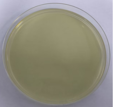 DNA standard of Microcystis aeruginosa-BNCC