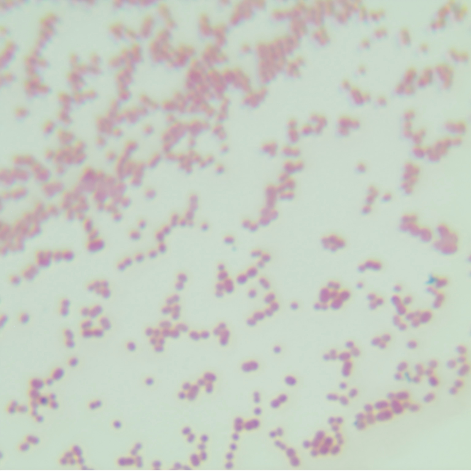 Acinetobacter baumannii-BNCC