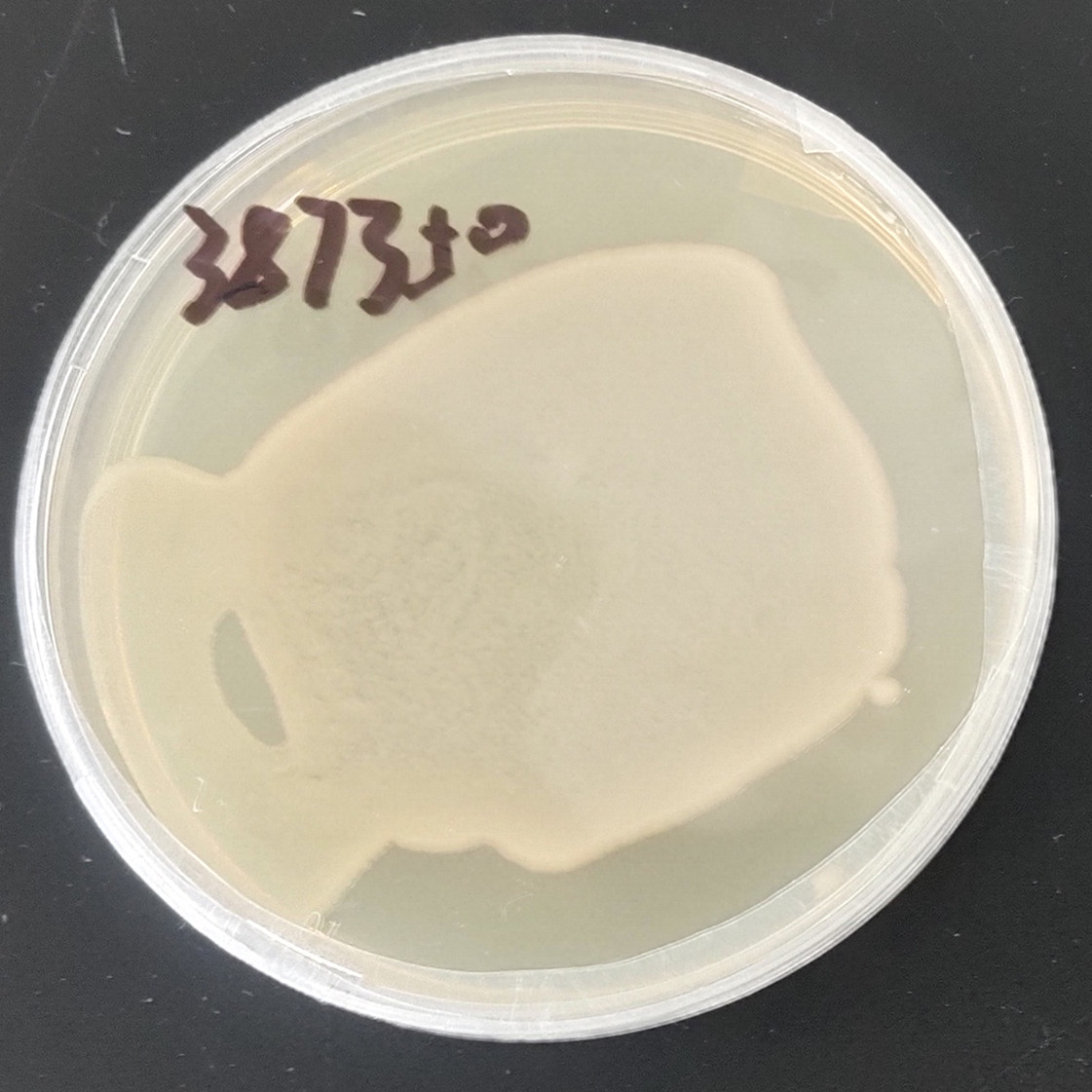 Acinetobacter baumannii-BNCC