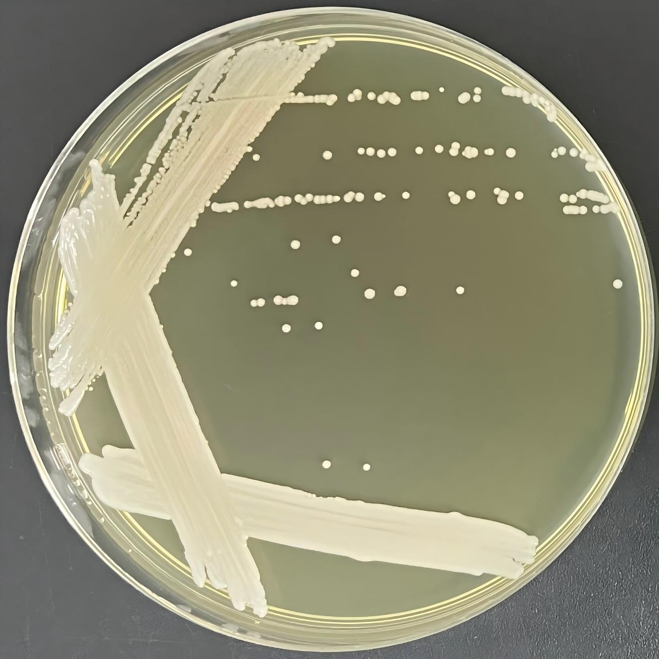 Candida albicans-BNCC