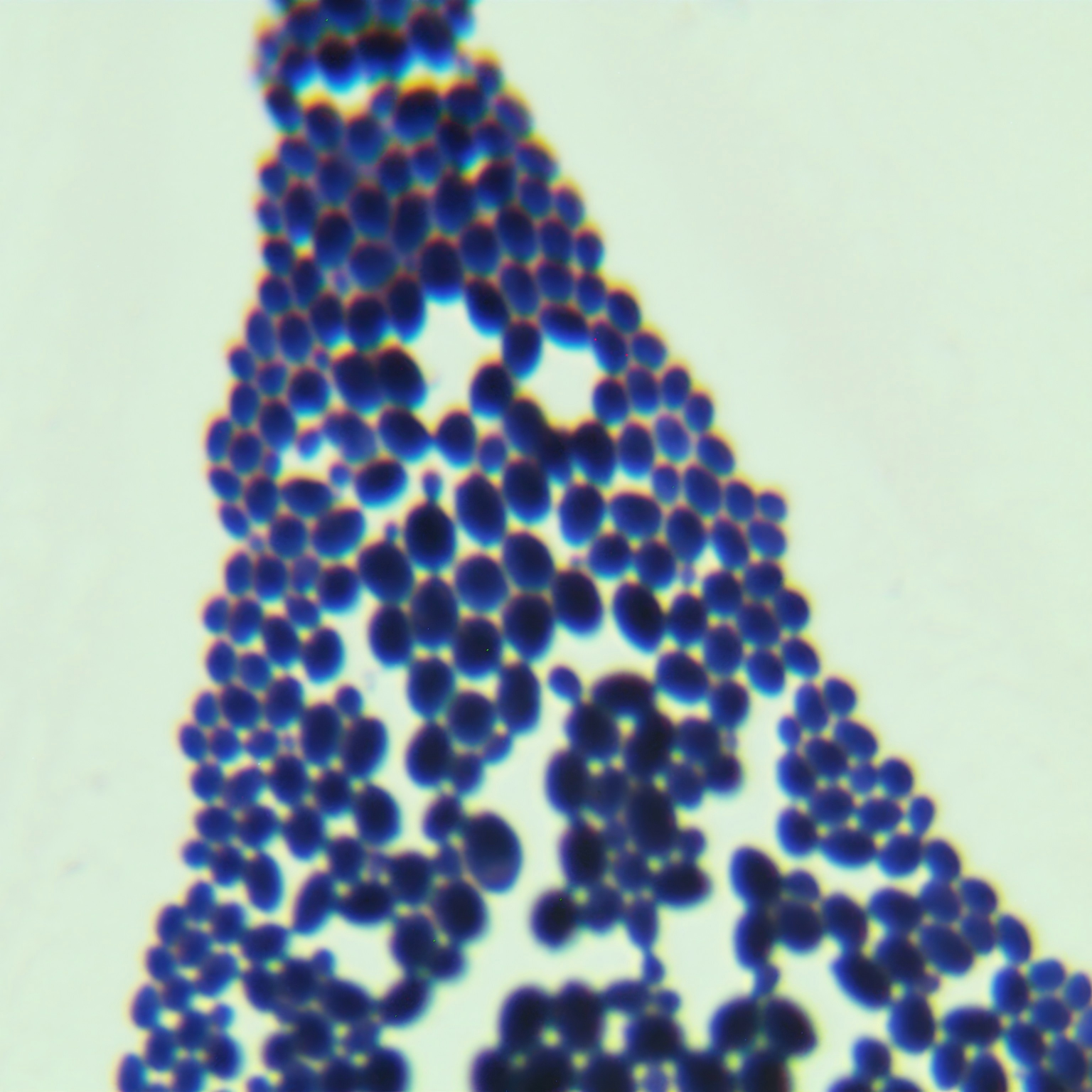 Succinate loving Candida-BNCC