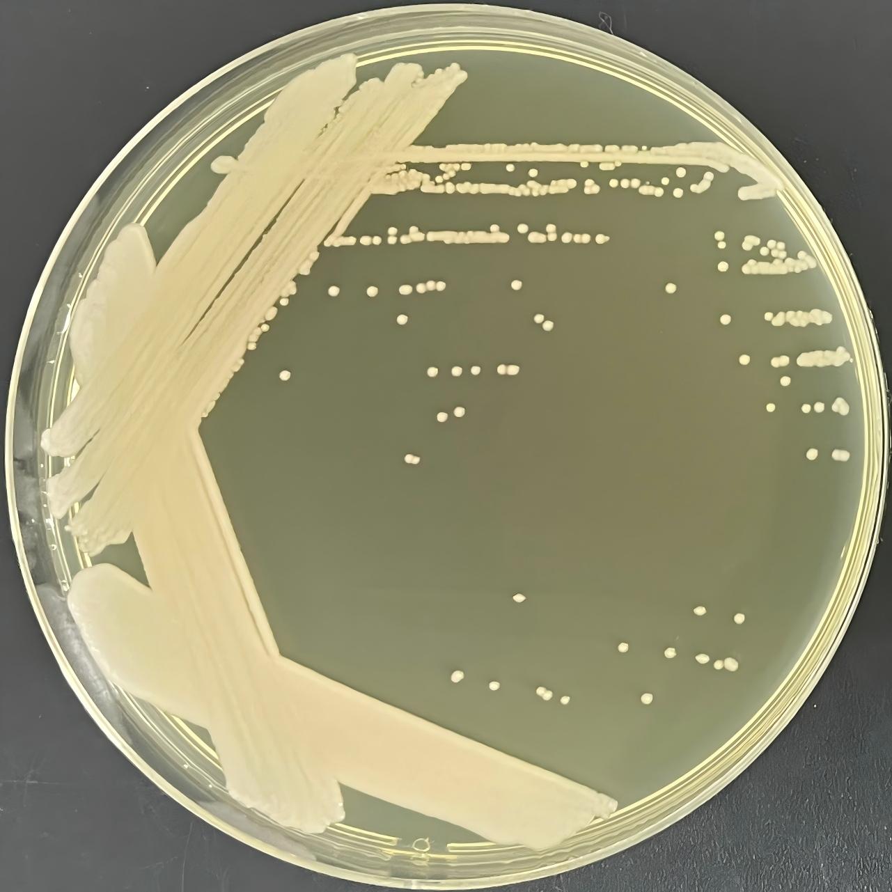 Nagata yeast-BNCC