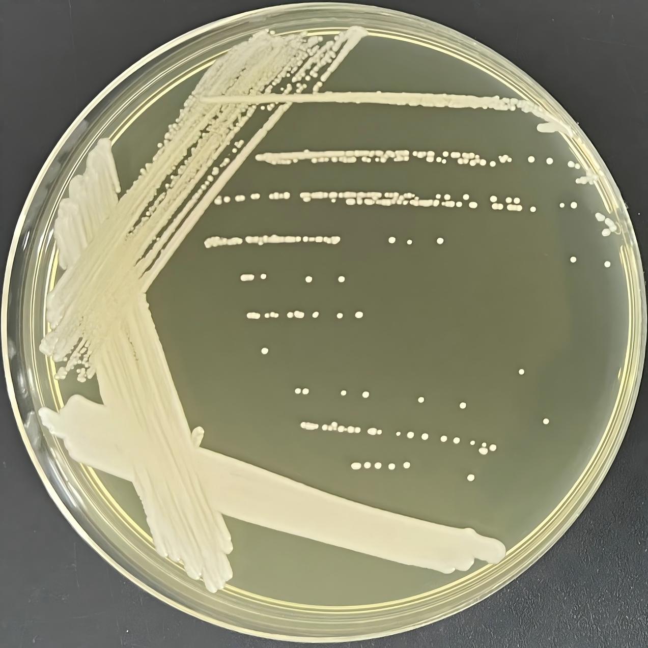 Lindner's yeast-BNCC