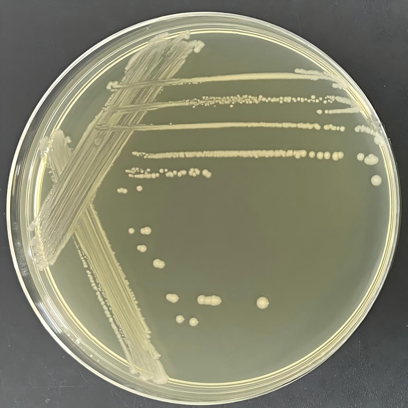 Acinetobacter-BNCC