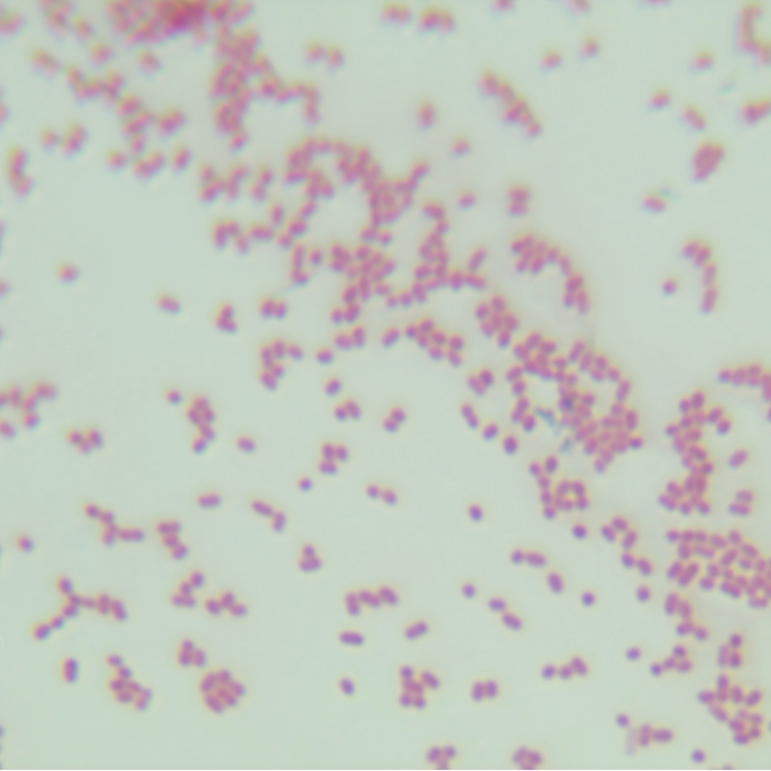 Acinetobacter-BNCC