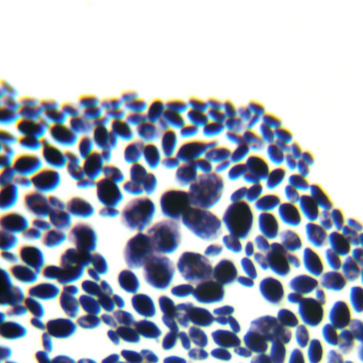 Du's Kluwei yeast-BNCC