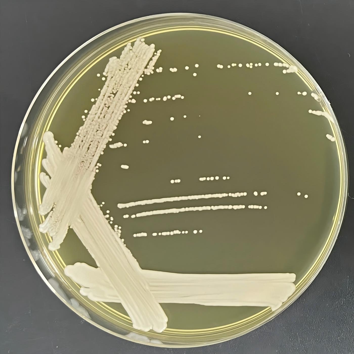 Hansenula yeast-BNCC